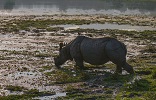 footer-widget-gallery