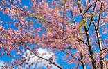 footer-widget-gallery